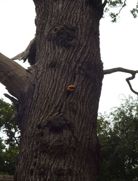 A small-sized fruit body on dead oak in Bears Rails Windsor, UK.